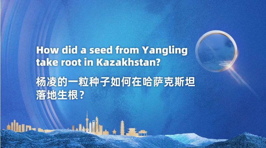 杨凌的一粒种子如何在哈萨克斯坦落地生根？丨在中国寻找答案