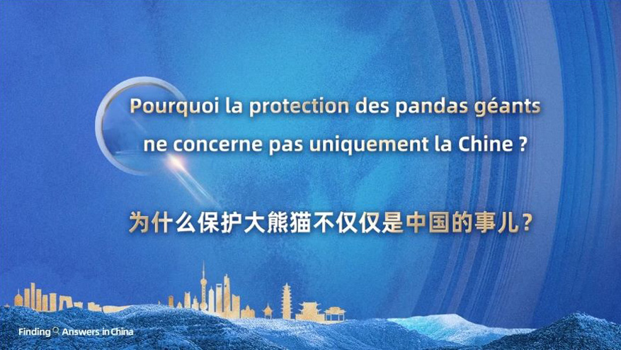 为什么保护大熊猫不仅仅是中国的事儿？丨在中国寻找答案